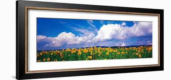 Fields of Sunflowers Rudesheim Vicinity Germany-null-Framed Photographic Print