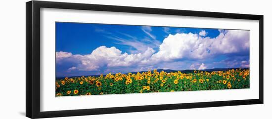 Fields of Sunflowers Rudesheim Vicinity Germany-null-Framed Photographic Print