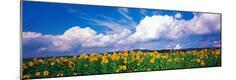 Photographic Print