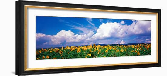 Fields of Sunflowers Rudesheim Vicinity Germany-null-Framed Photographic Print