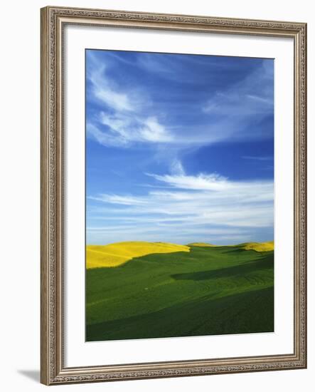 Fields of Wheat and Canola, Palouse, Whitman County, Washington, USA-Charles Gurche-Framed Photographic Print