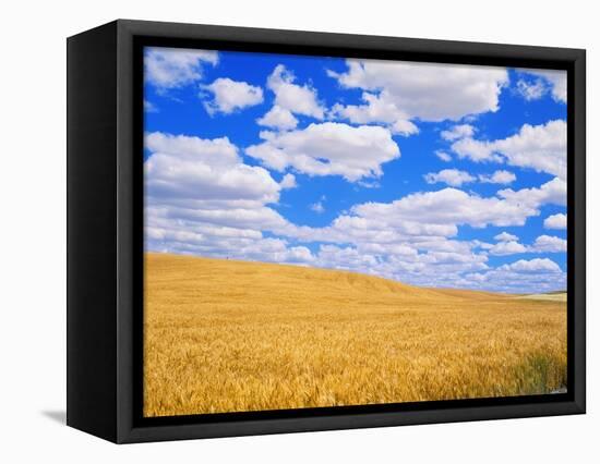 Fields of Wheat-Darrell Gulin-Framed Premier Image Canvas