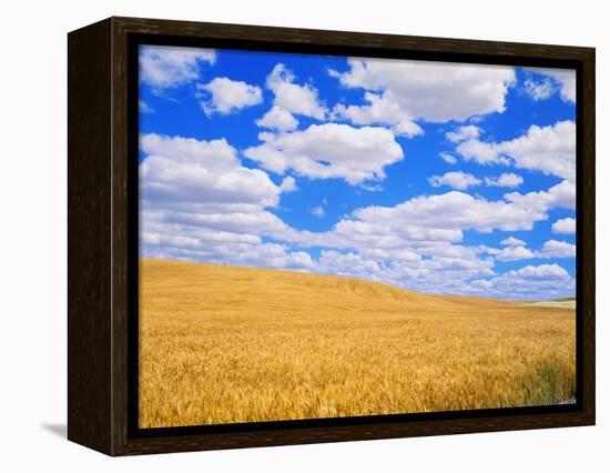 Fields of Wheat-Darrell Gulin-Framed Premier Image Canvas