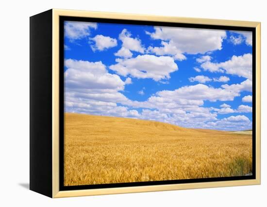 Fields of Wheat-Darrell Gulin-Framed Premier Image Canvas