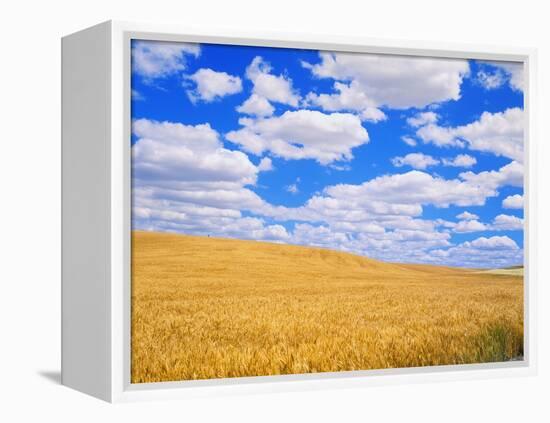 Fields of Wheat-Darrell Gulin-Framed Premier Image Canvas