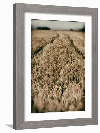 Fields of Wheat-Tim Kahane-Framed Photographic Print