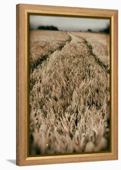 Fields of Wheat-Tim Kahane-Framed Premier Image Canvas