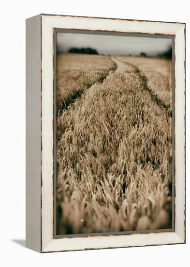 Fields of Wheat-Tim Kahane-Framed Premier Image Canvas