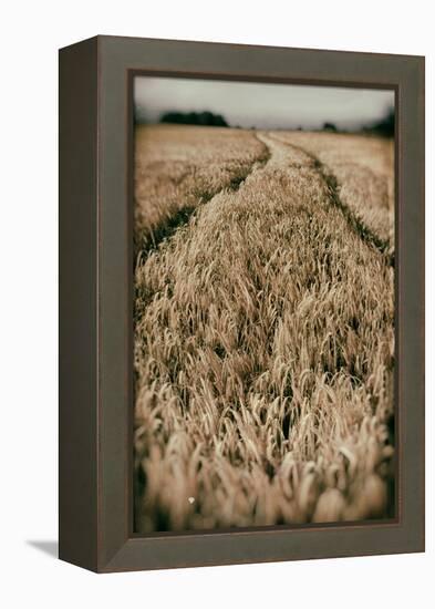 Fields of Wheat-Tim Kahane-Framed Premier Image Canvas