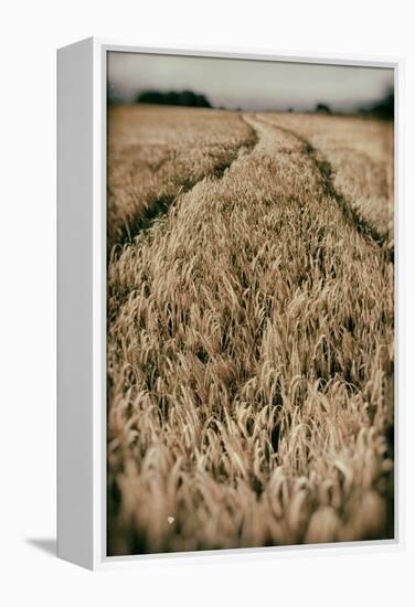 Fields of Wheat-Tim Kahane-Framed Premier Image Canvas