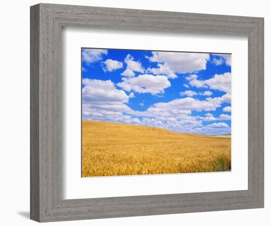 Fields of Wheat-Darrell Gulin-Framed Photographic Print