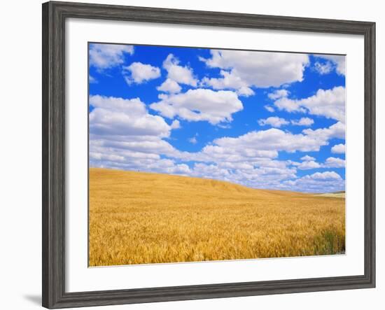 Fields of Wheat-Darrell Gulin-Framed Photographic Print