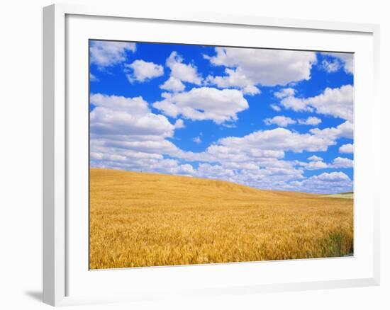 Fields of Wheat-Darrell Gulin-Framed Photographic Print