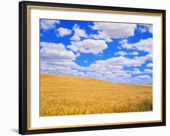 Fields of Wheat-Darrell Gulin-Framed Photographic Print