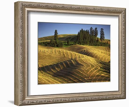 Fields, Palouse, Whitman County, Washington, USA-Charles Gurche-Framed Photographic Print