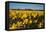 Fields with Yellow Daffodils-Ivonnewierink-Framed Premier Image Canvas