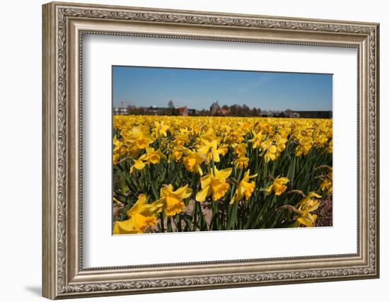 Fields with Yellow Daffodils-Ivonnewierink-Framed Photographic Print