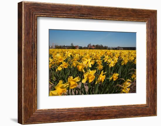 Fields with Yellow Daffodils-Ivonnewierink-Framed Photographic Print