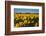 Fields with Yellow Daffodils-Ivonnewierink-Framed Photographic Print