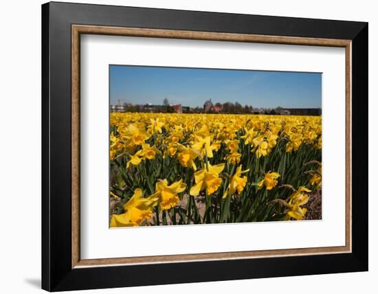 Fields with Yellow Daffodils-Ivonnewierink-Framed Photographic Print