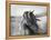 Fierce Grace-Tony Stromberg-Framed Premier Image Canvas