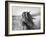 Fierce Grace-Tony Stromberg-Framed Photographic Print