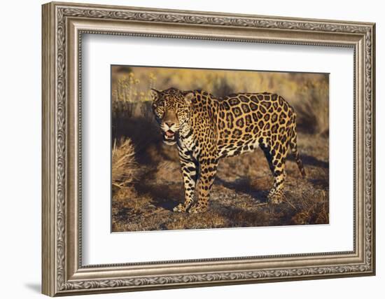 Fierce Jaguar-DLILLC-Framed Photographic Print