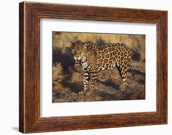 Fierce Jaguar-DLILLC-Framed Photographic Print