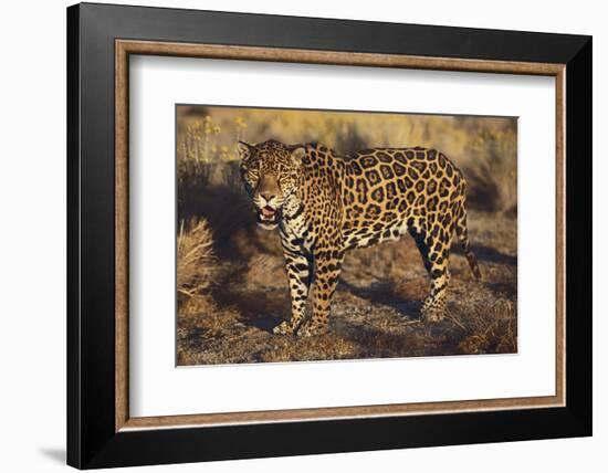 Fierce Jaguar-DLILLC-Framed Photographic Print