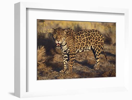 Fierce Jaguar-DLILLC-Framed Photographic Print