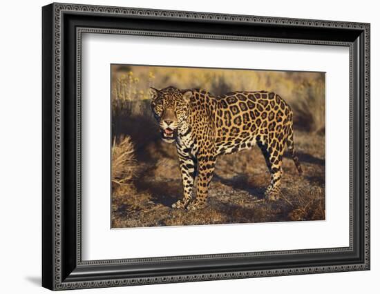 Fierce Jaguar-DLILLC-Framed Photographic Print