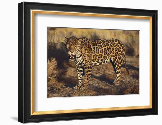 Fierce Jaguar-DLILLC-Framed Photographic Print