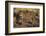 Fierce Jaguar-DLILLC-Framed Photographic Print