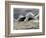 Fierce Lake Superior Waves Pound Minnesota's North Shore-Layne Kennedy-Framed Photographic Print