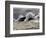 Fierce Lake Superior Waves Pound Minnesota's North Shore-Layne Kennedy-Framed Photographic Print