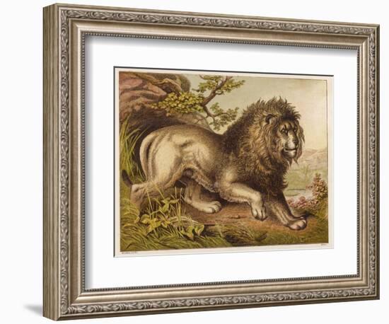 Fierce-Looking Lion from the Atlas Mountains of North Africa-null-Framed Photographic Print