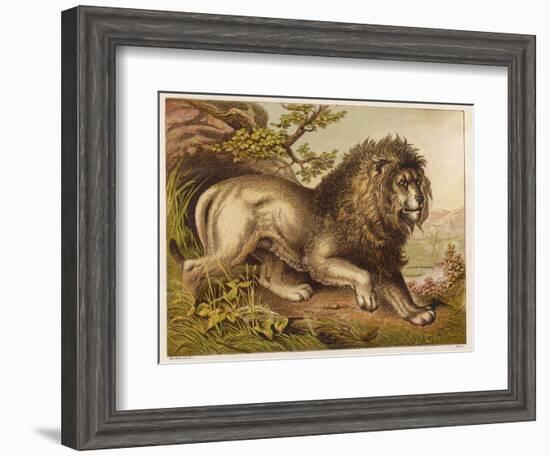 Fierce-Looking Lion from the Atlas Mountains of North Africa-null-Framed Photographic Print