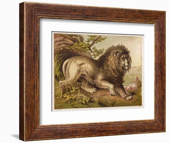 Fierce-Looking Lion from the Atlas Mountains of North Africa-null-Framed Photographic Print