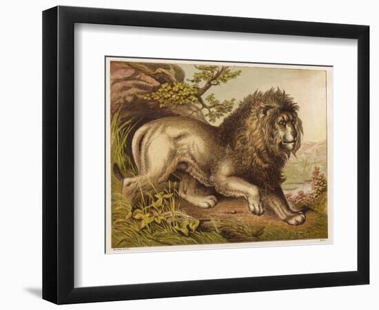 Fierce-Looking Lion from the Atlas Mountains of North Africa-null-Framed Photographic Print