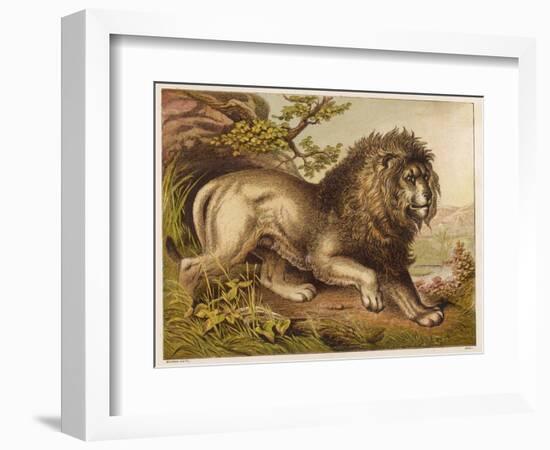 Fierce-Looking Lion from the Atlas Mountains of North Africa-null-Framed Photographic Print