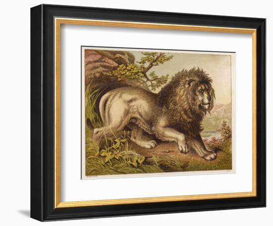 Fierce-Looking Lion from the Atlas Mountains of North Africa-null-Framed Photographic Print