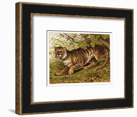 Fierce-Looking Tiger Emerges from the Indian Jungle-null-Framed Art Print