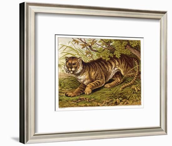 Fierce-Looking Tiger Emerges from the Indian Jungle-null-Framed Art Print