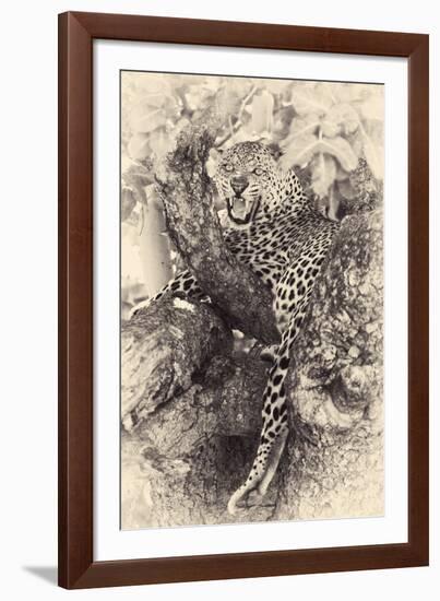 Fierce-null-Framed Giclee Print