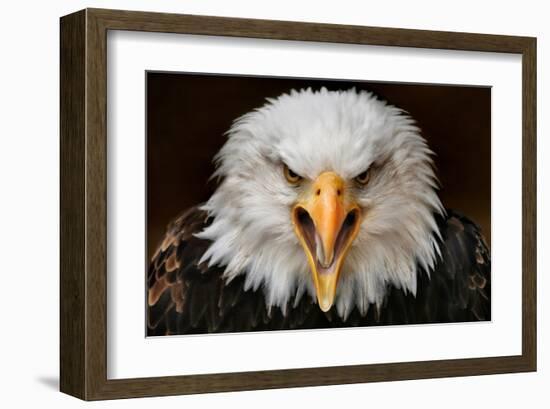 Fierce-null-Framed Art Print