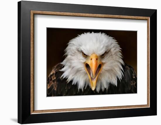 Fierce-Jimmy Hoffman-Framed Photographic Print