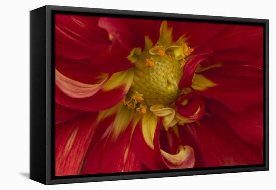 Fiery Dahlia I-Rita Crane-Framed Premier Image Canvas