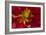 Fiery Dahlia I-Rita Crane-Framed Photographic Print