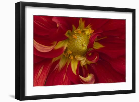 Fiery Dahlia I-Rita Crane-Framed Photographic Print