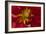 Fiery Dahlia I-Rita Crane-Framed Photographic Print